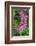 Bleeding Heart-Jim Engelbrecht-Framed Photographic Print