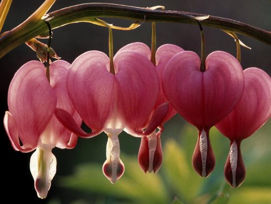 Bleeding Hearts (Dicentra Spectabilis) Photographic Print by Rudi Von
