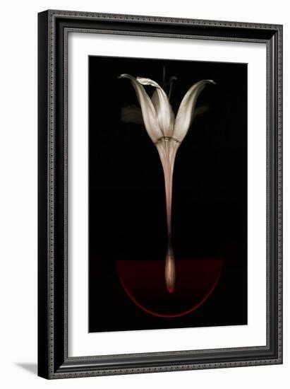 Bleeding Lily, 2013-Johan Lilja-Framed Giclee Print