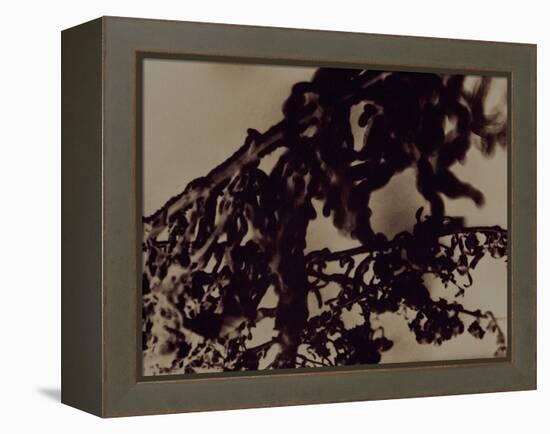 Blemish-Petr Strnad-Framed Premier Image Canvas