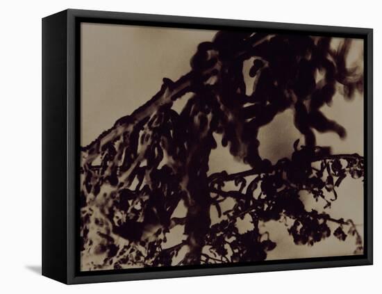 Blemish-Petr Strnad-Framed Premier Image Canvas