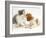 Blenheim Cavalier King Charles Spaniel Puppy Meets Blue Bicolour Kitten-Jane Burton-Framed Photographic Print