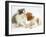 Blenheim Cavalier King Charles Spaniel Puppy Meets Blue Bicolour Kitten-Jane Burton-Framed Photographic Print