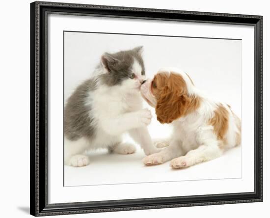 Blenheim Cavalier King Charles Spaniel Puppy Meets Blue Bicolour Kitten-Jane Burton-Framed Photographic Print