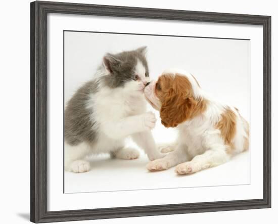 Blenheim Cavalier King Charles Spaniel Puppy Meets Blue Bicolour Kitten-Jane Burton-Framed Photographic Print