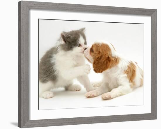 Blenheim Cavalier King Charles Spaniel Puppy Meets Blue Bicolour Kitten-Jane Burton-Framed Photographic Print