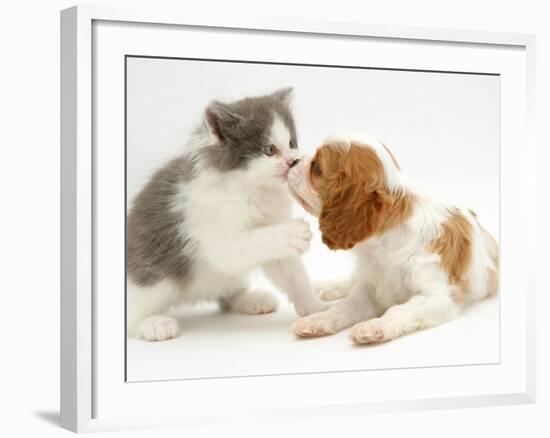 Blenheim Cavalier King Charles Spaniel Puppy Meets Blue Bicolour Kitten-Jane Burton-Framed Photographic Print