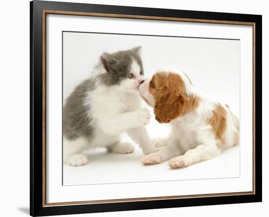 Blenheim Cavalier King Charles Spaniel Puppy Meets Blue Bicolour Kitten-Jane Burton-Framed Photographic Print