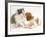 Blenheim Cavalier King Charles Spaniel Puppy Meets Blue Bicolour Kitten-Jane Burton-Framed Photographic Print