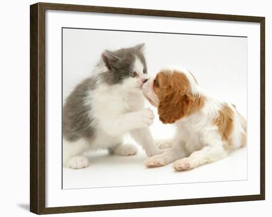 Blenheim Cavalier King Charles Spaniel Puppy Meets Blue Bicolour Kitten-Jane Burton-Framed Photographic Print