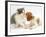 Blenheim Cavalier King Charles Spaniel Puppy Meets Blue Bicolour Kitten-Jane Burton-Framed Photographic Print