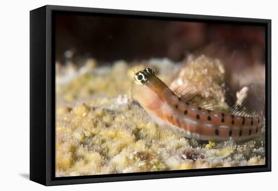 Blenny (Ecsenius Sp.), Queensland, Australia, Pacific-Louise Murray-Framed Premier Image Canvas