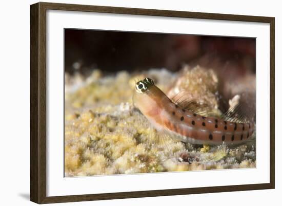 Blenny (Ecsenius Sp.), Queensland, Australia, Pacific-Louise Murray-Framed Photographic Print