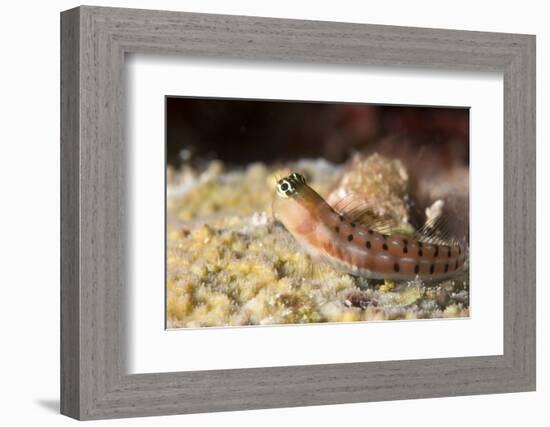 Blenny (Ecsenius Sp.), Queensland, Australia, Pacific-Louise Murray-Framed Photographic Print