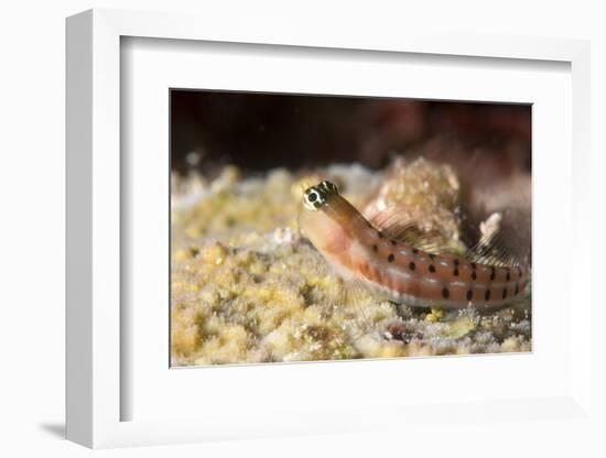 Blenny (Ecsenius Sp.), Queensland, Australia, Pacific-Louise Murray-Framed Photographic Print