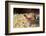 Blenny (Ecsenius Sp.), Queensland, Australia, Pacific-Louise Murray-Framed Photographic Print