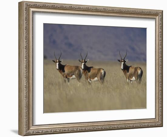 Blesbok, Damaliscus Dorcas Phillipsi, Mountain Zebra National Park, South Africa, Africa-Steve & Ann Toon-Framed Photographic Print