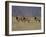 Blesbok, Damaliscus Dorcas Phillipsi, Mountain Zebra National Park, South Africa, Africa-Steve & Ann Toon-Framed Photographic Print