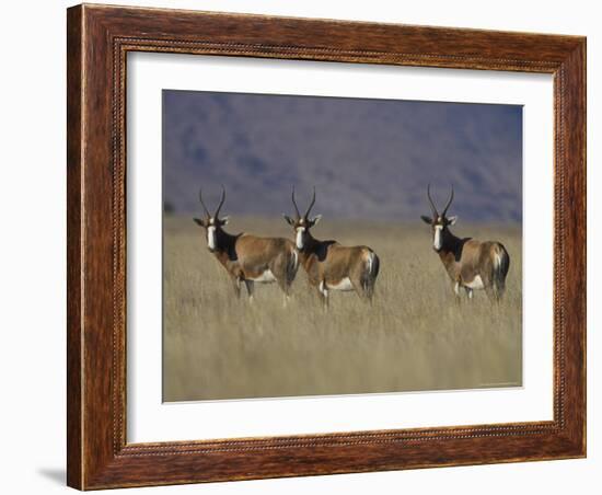 Blesbok, Damaliscus Dorcas Phillipsi, Mountain Zebra National Park, South Africa, Africa-Steve & Ann Toon-Framed Photographic Print