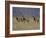 Blesbok, Damaliscus Dorcas Phillipsi, Mountain Zebra National Park, South Africa, Africa-Steve & Ann Toon-Framed Photographic Print