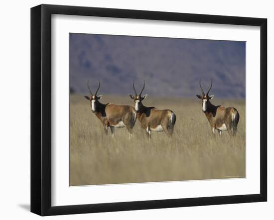 Blesbok, Damaliscus Dorcas Phillipsi, Mountain Zebra National Park, South Africa, Africa-Steve & Ann Toon-Framed Photographic Print