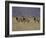 Blesbok, Damaliscus Dorcas Phillipsi, Mountain Zebra National Park, South Africa, Africa-Steve & Ann Toon-Framed Photographic Print