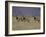 Blesbok, Damaliscus Dorcas Phillipsi, Mountain Zebra National Park, South Africa, Africa-Steve & Ann Toon-Framed Photographic Print