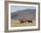 Blesbok, Damaliscus Dorcas Phillipsi, Mountain Zebra National Park, South Africa, Africa-Steve & Ann Toon-Framed Photographic Print