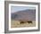 Blesbok, Damaliscus Dorcas Phillipsi, Mountain Zebra National Park, South Africa, Africa-Steve & Ann Toon-Framed Photographic Print