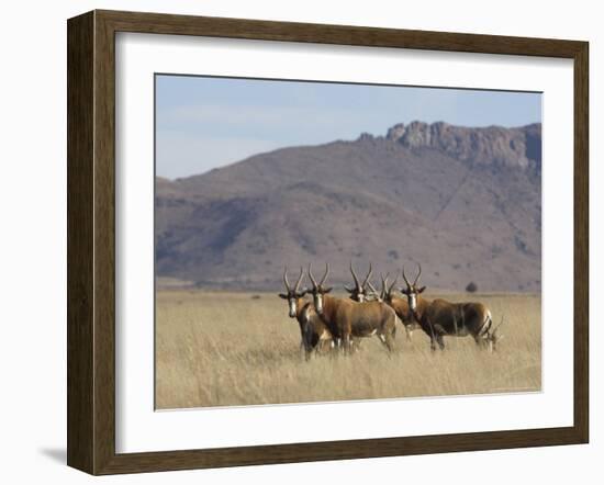 Blesbok, Damaliscus Dorcas Phillipsi, Mountain Zebra National Park, South Africa, Africa-Steve & Ann Toon-Framed Photographic Print