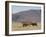 Blesbok, Damaliscus Dorcas Phillipsi, Mountain Zebra National Park, South Africa, Africa-Steve & Ann Toon-Framed Photographic Print