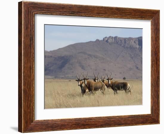 Blesbok, Damaliscus Dorcas Phillipsi, Mountain Zebra National Park, South Africa, Africa-Steve & Ann Toon-Framed Photographic Print