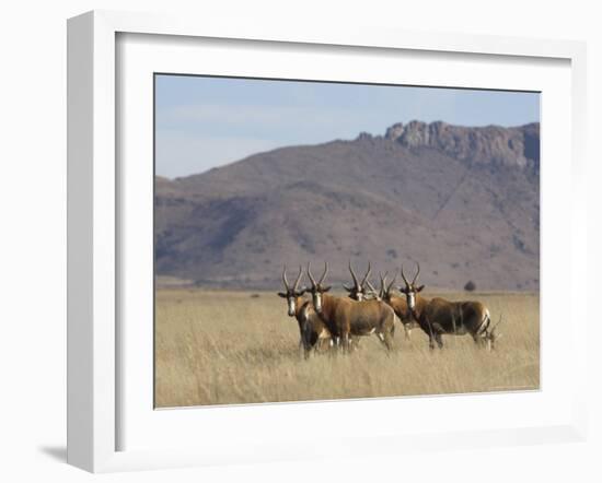 Blesbok, Damaliscus Dorcas Phillipsi, Mountain Zebra National Park, South Africa, Africa-Steve & Ann Toon-Framed Photographic Print