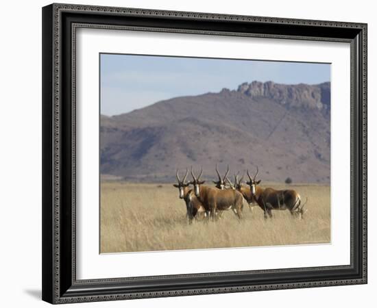 Blesbok, Damaliscus Dorcas Phillipsi, Mountain Zebra National Park, South Africa, Africa-Steve & Ann Toon-Framed Photographic Print