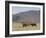 Blesbok, Damaliscus Dorcas Phillipsi, Mountain Zebra National Park, South Africa, Africa-Steve & Ann Toon-Framed Photographic Print