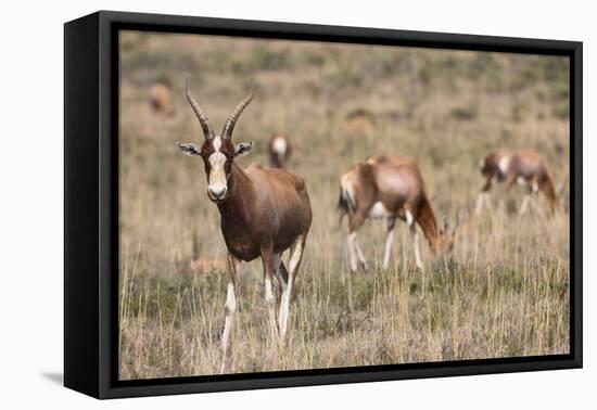 Blesbok (Damaliscus Dorcas Phillipsi), Mountain Zebra National Park, South Africa, Africa-Ann & Steve Toon-Framed Premier Image Canvas