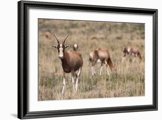 Blesbok (Damaliscus Dorcas Phillipsi), Mountain Zebra National Park, South Africa, Africa-Ann & Steve Toon-Framed Photographic Print