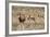 Blesbok (Damaliscus Dorcas Phillipsi), Mountain Zebra National Park, South Africa, Africa-Ann & Steve Toon-Framed Photographic Print