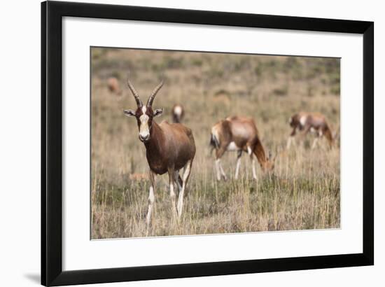 Blesbok (Damaliscus Dorcas Phillipsi), Mountain Zebra National Park, South Africa, Africa-Ann & Steve Toon-Framed Photographic Print