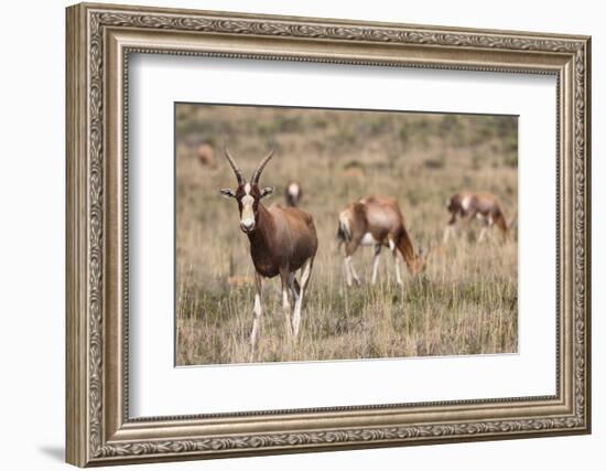Blesbok (Damaliscus Dorcas Phillipsi), Mountain Zebra National Park, South Africa, Africa-Ann & Steve Toon-Framed Photographic Print