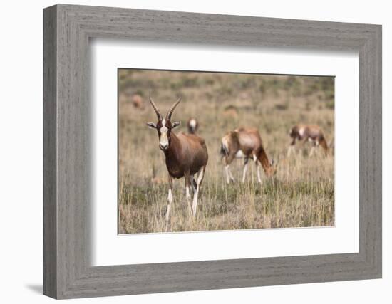 Blesbok (Damaliscus Dorcas Phillipsi), Mountain Zebra National Park, South Africa, Africa-Ann & Steve Toon-Framed Photographic Print