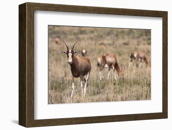 Blesbok (Damaliscus Dorcas Phillipsi), Mountain Zebra National Park, South Africa, Africa-Ann & Steve Toon-Framed Photographic Print