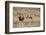 Blesbok (Damaliscus Dorcas Phillipsi), Mountain Zebra National Park, South Africa, Africa-Ann & Steve Toon-Framed Photographic Print