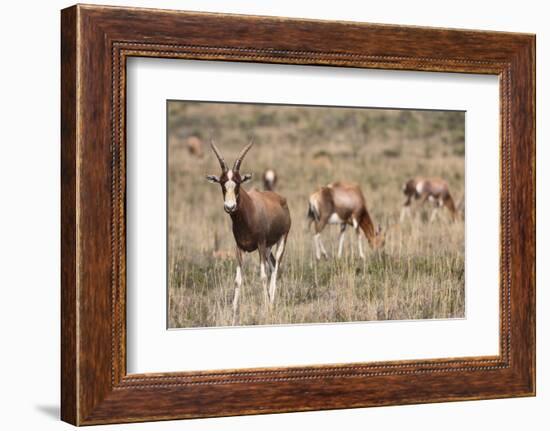 Blesbok (Damaliscus Dorcas Phillipsi), Mountain Zebra National Park, South Africa, Africa-Ann & Steve Toon-Framed Photographic Print