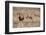 Blesbok (Damaliscus Dorcas Phillipsi), Mountain Zebra National Park, South Africa, Africa-Ann & Steve Toon-Framed Photographic Print