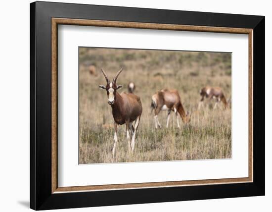 Blesbok (Damaliscus Dorcas Phillipsi), Mountain Zebra National Park, South Africa, Africa-Ann & Steve Toon-Framed Photographic Print