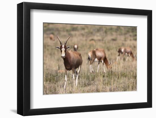 Blesbok (Damaliscus Dorcas Phillipsi), Mountain Zebra National Park, South Africa, Africa-Ann & Steve Toon-Framed Photographic Print