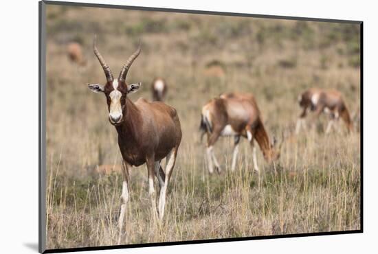 Blesbok (Damaliscus Dorcas Phillipsi), Mountain Zebra National Park, South Africa, Africa-Ann & Steve Toon-Mounted Photographic Print