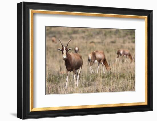 Blesbok (Damaliscus Dorcas Phillipsi), Mountain Zebra National Park, South Africa, Africa-Ann & Steve Toon-Framed Photographic Print