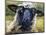 Bless Ewe-CR Townsend-Mounted Art Print